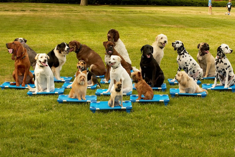 what do dog obedience classes teach